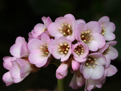 BERGENIA 'SIMPLY SWEET'