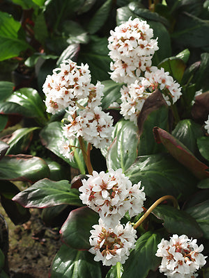 BERGENIA 'SILBERLICHT'