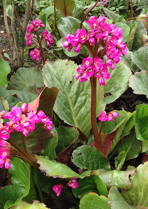 BERGENIA 'WINTERGLUT'
