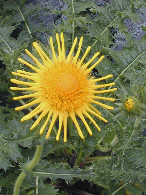 BERKHEYA MACROCEPHALA