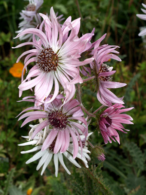 BERKHEYA PURPUREA 'PINK SENSATION'