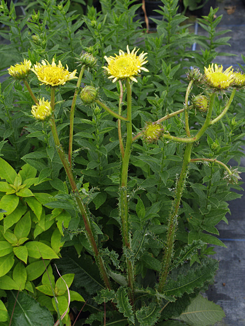 BERKHEYA RADULA