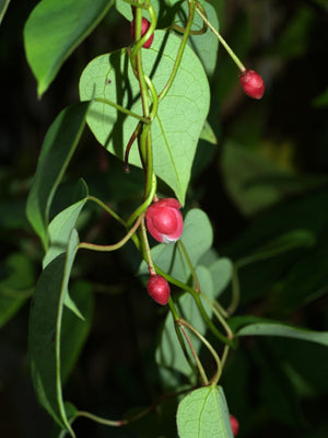 BERBERIDOPSIS BECKLERI