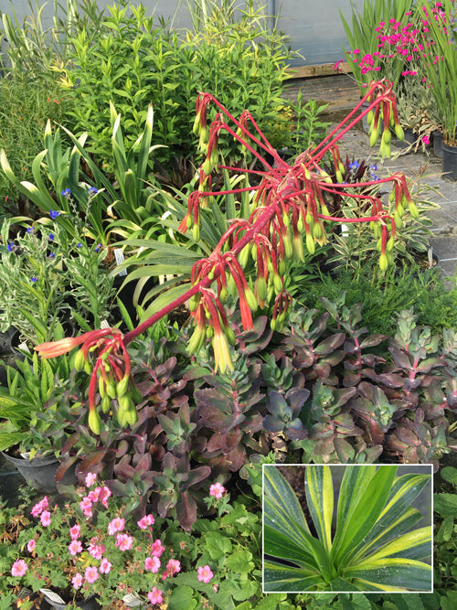 BESCHORNERIA ALBIFLORA VARIEGATED