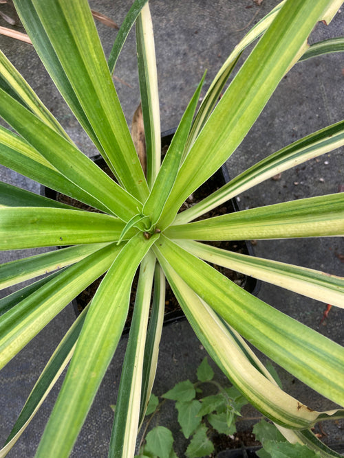 BESCHORNERIA CALCICOLA VARIEGATED