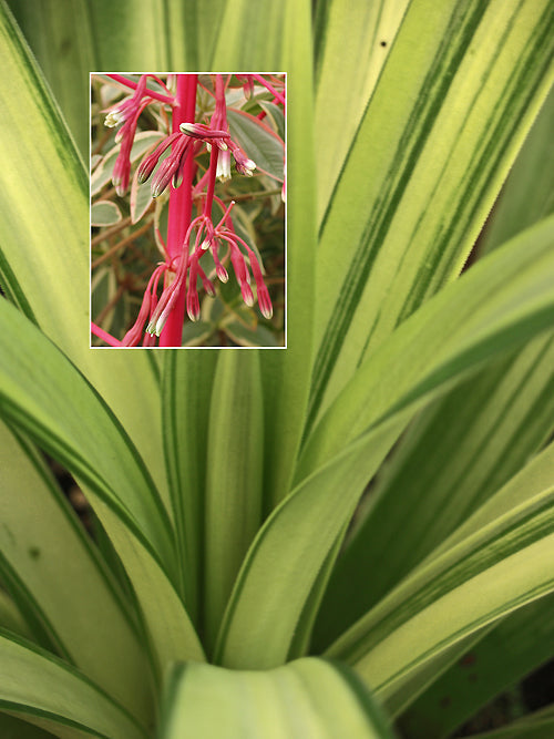 BESCHORNERIA SEPTENTRIONALIS variegated 1