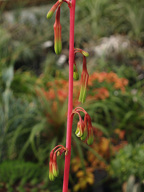 BESCHORNERIA ALBIFLORA