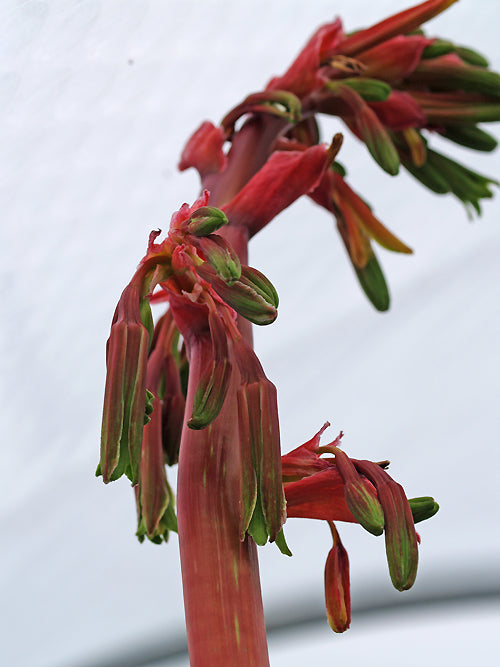 BESCHORNERIA WRIGHTII