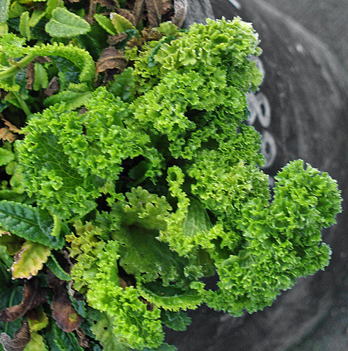 BETONICA NIVEA parsley-leaved