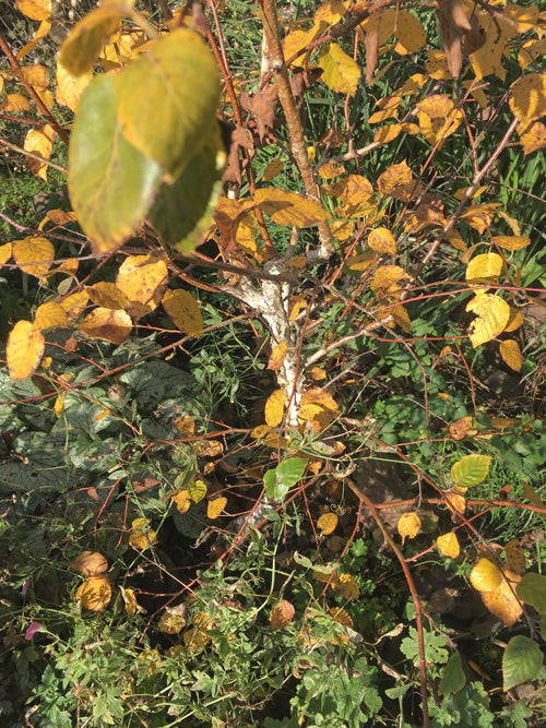 BETULA UTILIS CMS 193