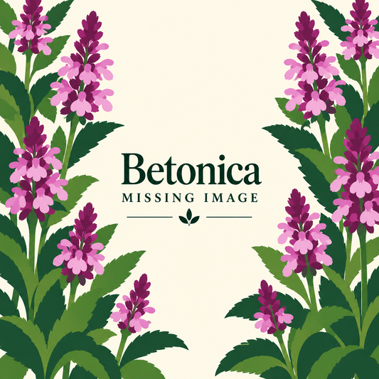 Betonica plants for sale
