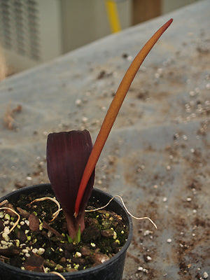 BIARUM TENUIFOLIUM LB 295