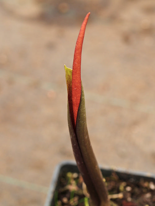 BIARUM CARRATRACENSE PB 434