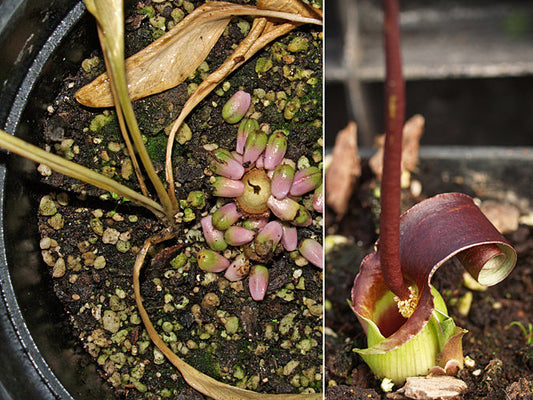 BIARUM DISPAR SB&L 294