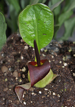 BIARUM DISPAR SL 290/2