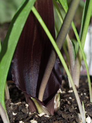 BIARUM TENUIFOLIUM subsp.ABBREVIATUM MS 974