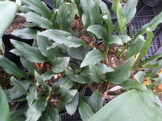 BIARUM TENUIFOLIUM PB357