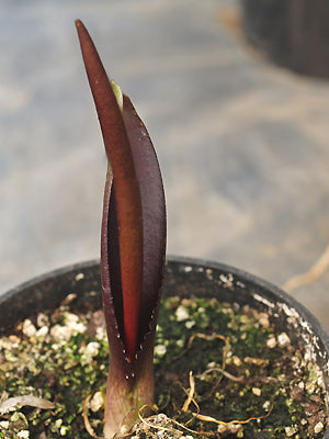 BIARUM TENUIFOLIUM subsp.ZELEBOREI NL 2734