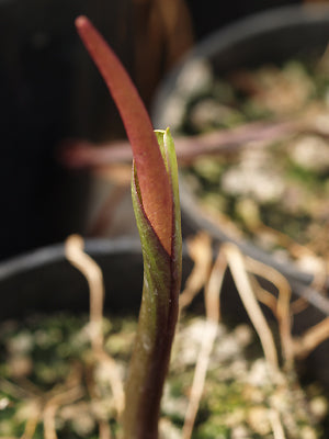 BIARUM TENUIFOLIUM subsp.ZELEBOREI CRL 502
