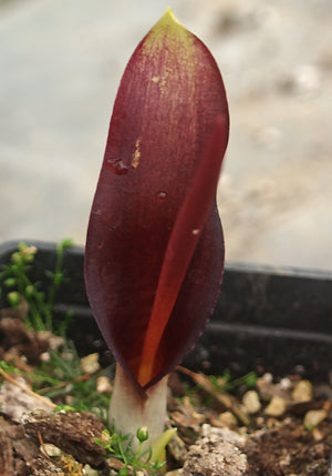 BIARUM TENUIFOLIUM subsp.ZELEBOREI