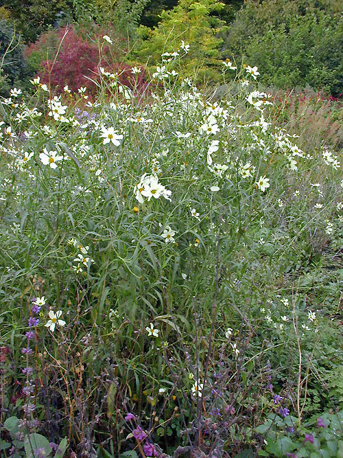 BIDENS INTEGRIFOLIA 'MOONBEAM'