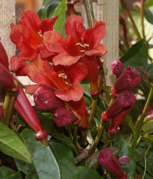 BIGNONIA CAPREOLATA 'DRAGON LADY'