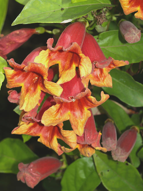 BIGNONIA CAPREOLATA