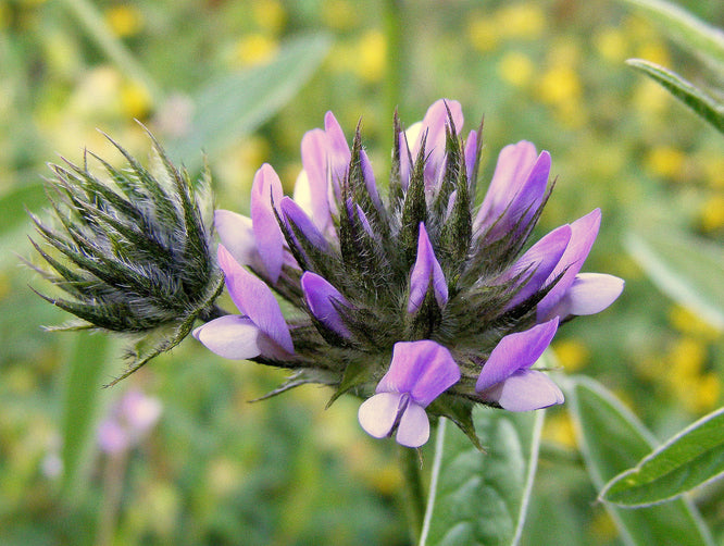 BITUMINARIA BITUMINOSA W&B BG A-9