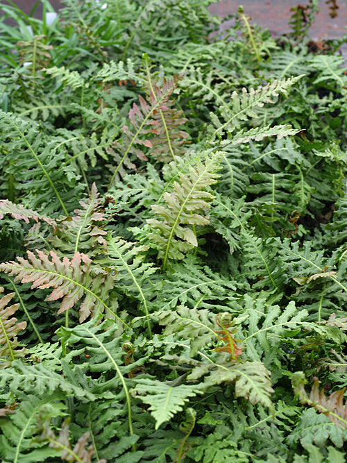 BLECHNUM BRASILIENSE