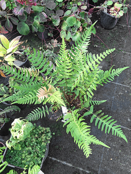 BLECHNUM APPENDICULATUM