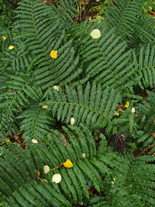 BLECHNUM CORDATUM