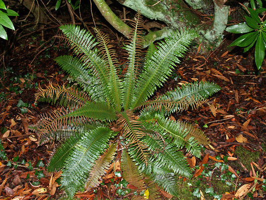 BLECHNUM DISColour