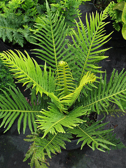 BLECHNUM GIBBUM 'SILVER LADY'