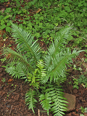 BLECHNUM MAGELLANICUM