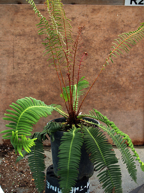 BLECHNUM NIPONICUM