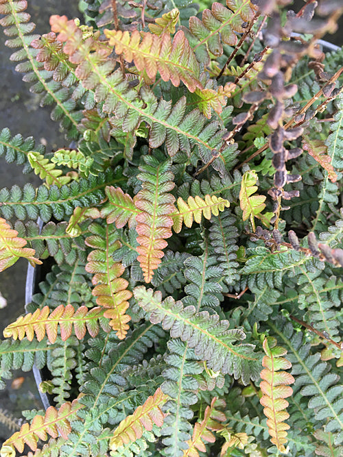 BLECHNUM PENNA-MARINA