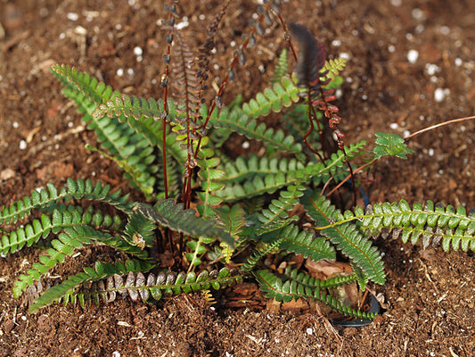 BLECHNUM PENNA-MARINA subsp.ALPINA