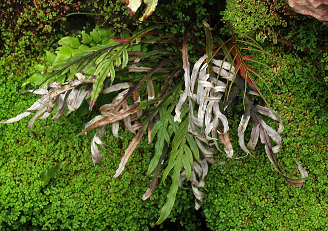 BLECHNUM PATERSONII