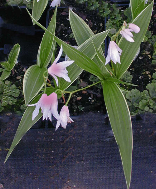 BLETILLA STRIATA f.GEBINA VARIEGATED
