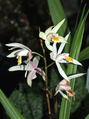 BLETILLA PENWAY SUNSET grex