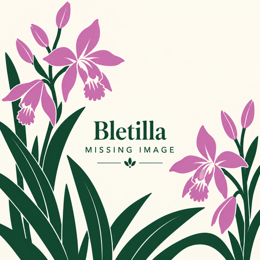 Bletilla plants for sale