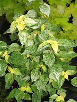 BOEHMERIA NIVEA 'KOGANE-MUSHI'