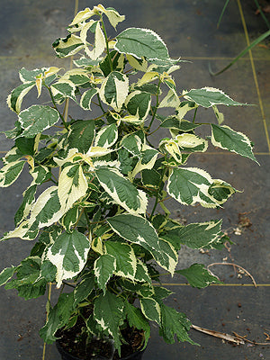 BOEHMERIA NIPONONIVEA 'NICHIRIN'