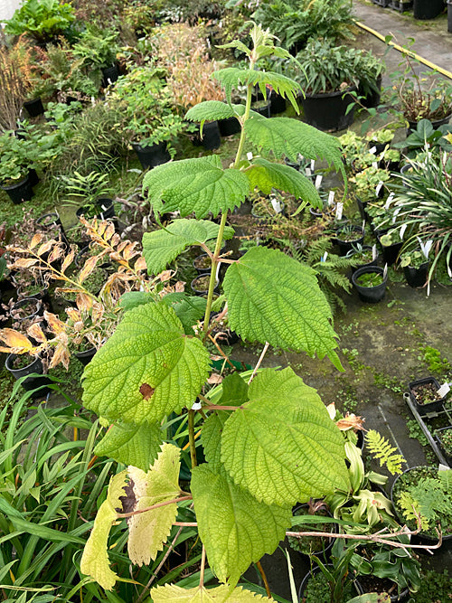 BOEHMERIA SP. ex Kyoshu, Japan