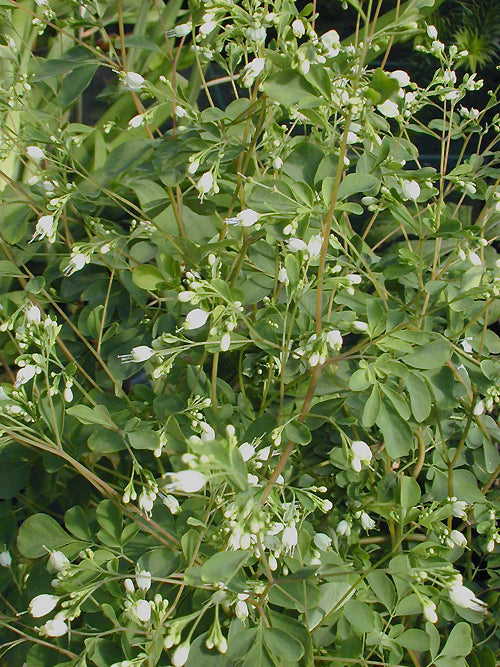 BOENNINGHAUSENIA ALBIFLORA
