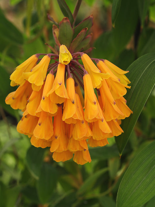 BOMAREA PATACOCENSIS JCA 13987