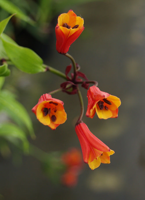 BOMAREA SP. 'VERA CRUZ'