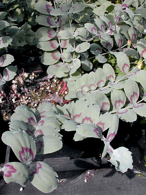 BONGARDIA CHRYSOGONUM