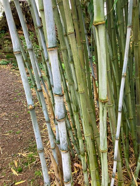 BORINDA PAPYRIFERA – Cotswold Garden Flowers