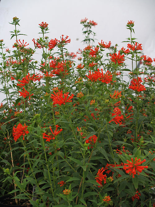 BOUVARDIA TERNIFOLIA